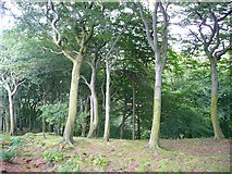SD9922 : Hove Yard Wood, Mytholmroyd by Humphrey Bolton
