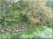 SD9922 : Wall around Hove Yard Wood, Mytholmroyd by Humphrey Bolton