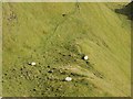 NG4466 : Sheep, Bioda Buidhe by Richard Webb