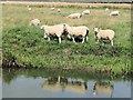 Reflective sheep near Canal Bridge No 13