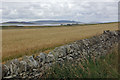 Farmland on Shapinsay