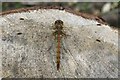 Dragonfly on a tree stump