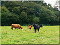 Cattle and The Grove, near Leafield