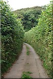 SX8142 : Narrow Lane, High Hedge by Tony Atkin