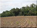 Ploughed field near Downe Hall, Roydon