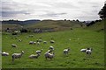 Sheep Pasture Near The Binn