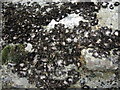 SN1233 : Rock tripe lichen on Carn Goedog by Natasha Ceridwen de Chroustchoff