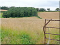 Wheat awaiting harvest