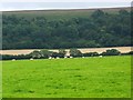 Sheep grazing near Horningsham