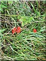 Cuckoo-pint (Arum maculatum)