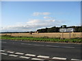 Harvesting opposite Ash Lane