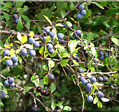 TG2801 : Blackthorn or sloe (Prunus spinosa) by Evelyn Simak