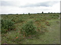 Rockford Common, heathland