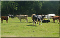 Cattle in a meadow near woodland