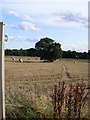 Footpath to Hoo Lane