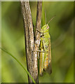 SD3115 : Common green grasshopper. by Gary Rogers