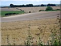 SU0627 : Harvested fields near Bishopstone by Maigheach-gheal