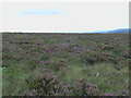 NO6781 : Moorland vegetation west of Goyle Hill by ian shiell