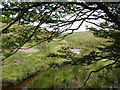 The young River Exe looking upstream from Exe Head bridge