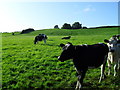 Cattle, Ballynaris Townland