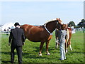 Horse Judging