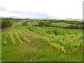 Curly Townland