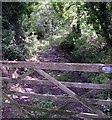 Woodland path above Afon Gido