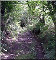 Woodland Path to Allt Penrhiwgaled