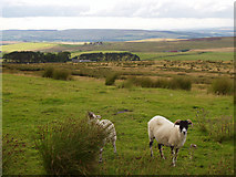 NY7359 : Towards Greensyke Farm with rough pasture and sheep by Andy Parrett
