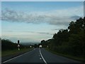 Cattle Crossing on the A39