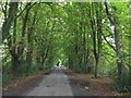 Avenue Of Trees Near Leysters