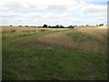 Wheat fields