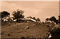 Motorcycle racing, Oulton Park, early 1960s