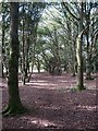 Ditchling Common Country Park