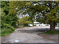 Oak trees in sheep market carpark