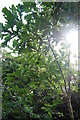 Little oak tree, Scotswood Community Garden, Newcastle upon Tyne