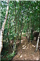 Woodland path, Scotswood Community Garden, Newcastle upon Tyne