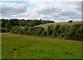 Little valley towards Twinsteadhall Wood