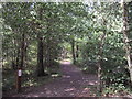 Footpath into Wolves Wood RSPB Reserve