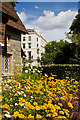 TQ2680 : Yellow Daisies in Kensington Gardens by Martin Addison