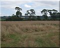 Grass field off Sands Lane