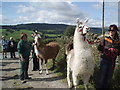 Taking the Llamas for a walk