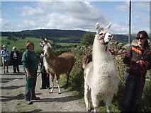 SE1864 : Taking the Llamas for a walk by Paul Gillett