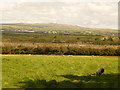 Delabole: field alongside post office