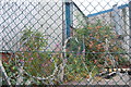 Autumn colours behind razor wire, Chillingham Rd, Heaton, Newcastle upon Tyne