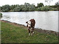 A calf by the River Yare