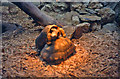 Tortoises in the Cotswold Wildlife Park restaurant