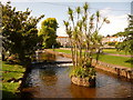 Dawlish: The Lawn and stream