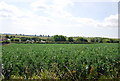 Field of Legumes, Reculver Country Park