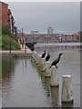 Residents of Bute East Dock